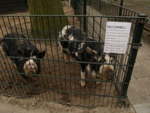 Kunekune varkens Hendrik en Janet