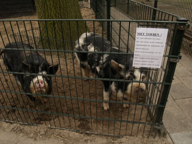 Kunekune varkens