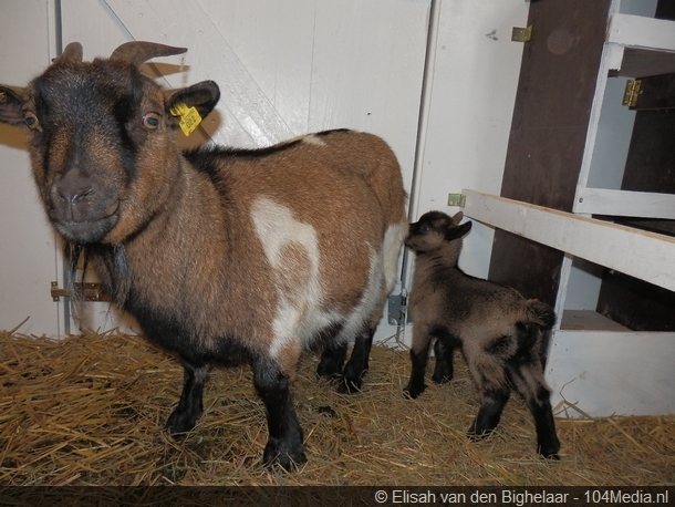 Jonge geitjes bij dierenweide in Nieuwe Pekela