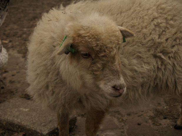 Ouessant mini schaap