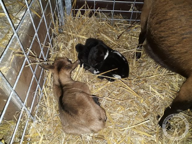 Jonge geitjes geboren op de dierenweide