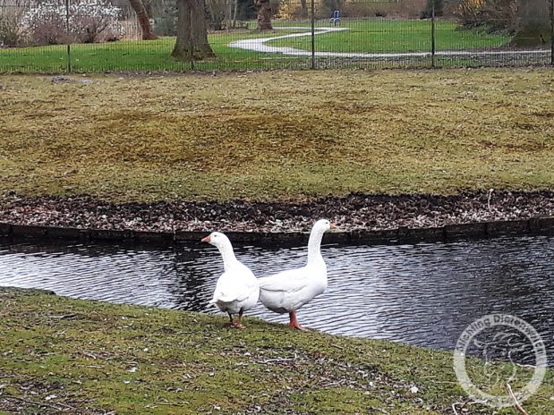 Nieuwe bewoners op de weide