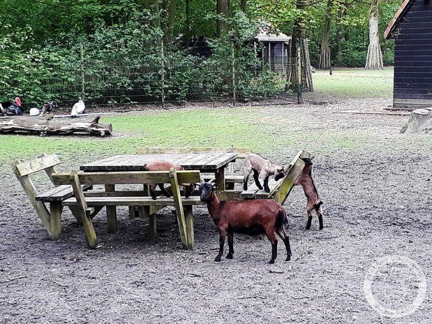 Dagboek van een geit: Picknicken?