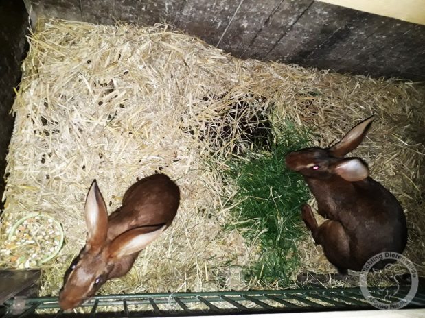 Nieuwe konijnen: Belgische haas